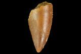 Serrated, Raptor Tooth - Real Dinosaur Tooth #176216-1
